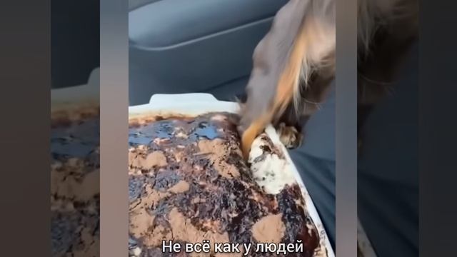 НЕ ВСЁ КАК У ЛЮДЕЙ ..