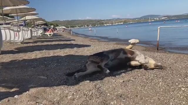 И плаваем и угощаемся