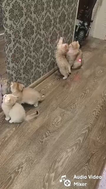 1000131832.mp4