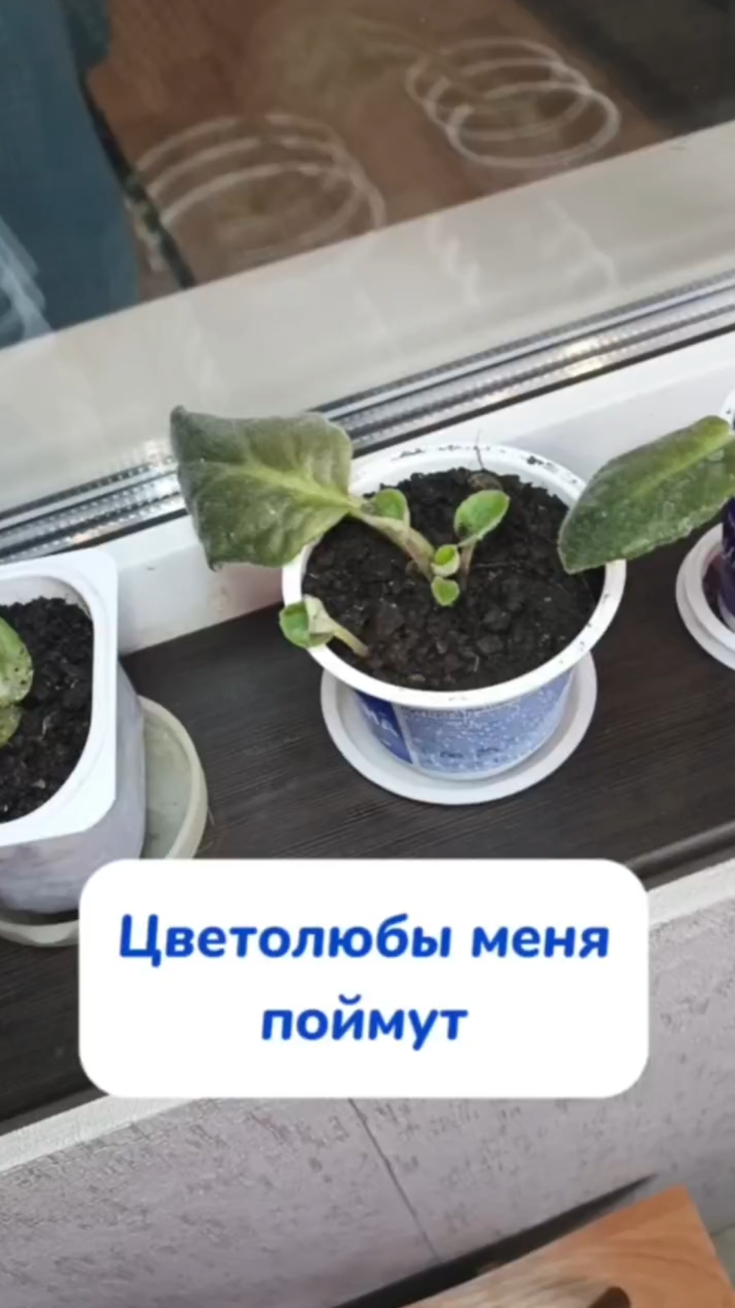Цветочки дома выращиваете?