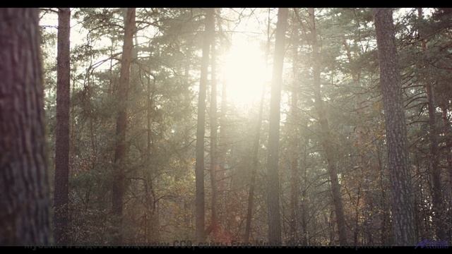 Музыка рождает желание исчезнуть среди природы - EDM Meets Wave Pop -- Johannes Grote -- Unnamed alb