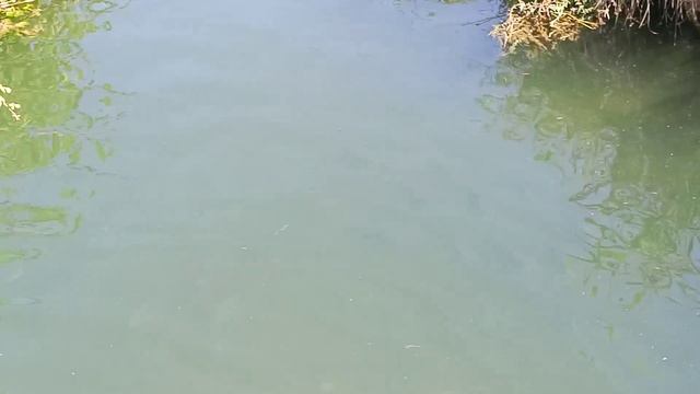 Орнитологический парк в Сириусе