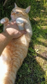 Котик Кайфует.mp4