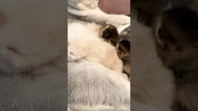 Кошка Кайли кормит котят.