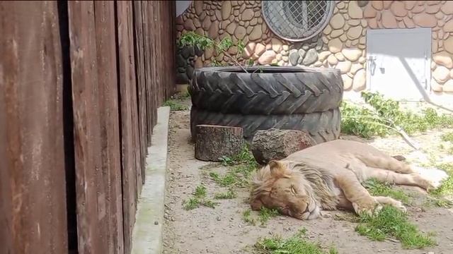 Шерхан ушел спать в тень. Видео от опекуна Светланы