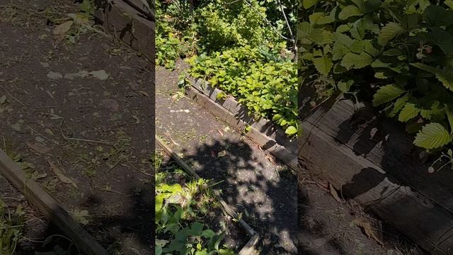 Минитрактор Зайка и Илья