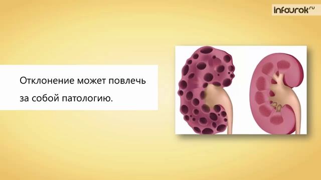 18. Состав крови. Постоянство внутренней среды