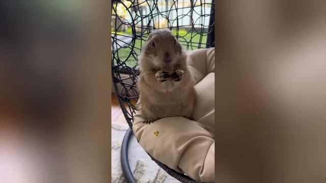Funny dogs compilation  - Best Funniest Animal Videos Of The week