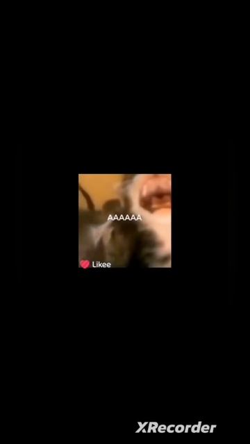 мемы с 3 кота