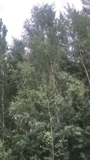 Лес на ветру. Пение птиц