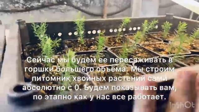 Туя Брабант посадки декабрь  2024г
Посадили 4000шт