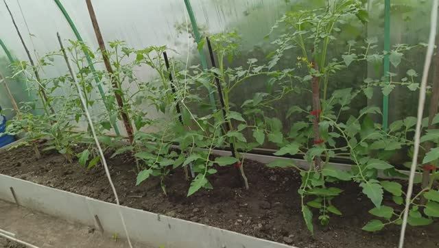 Рассадила усики клубники ,огурцы и многое другое,огородные дела,,