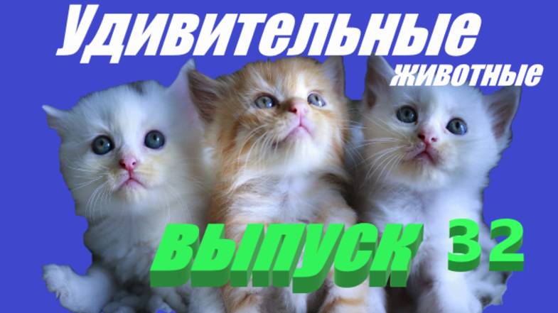 Удивительные животные выпуск 32