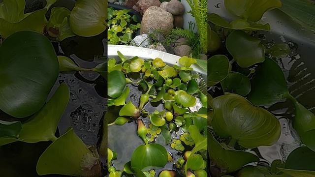 Водный гиацинт (эйхорния)