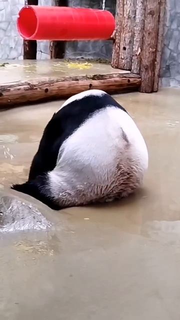🐼 Панда Жуи из Московского зоопарка показывает, как правильно нужно мыться.
