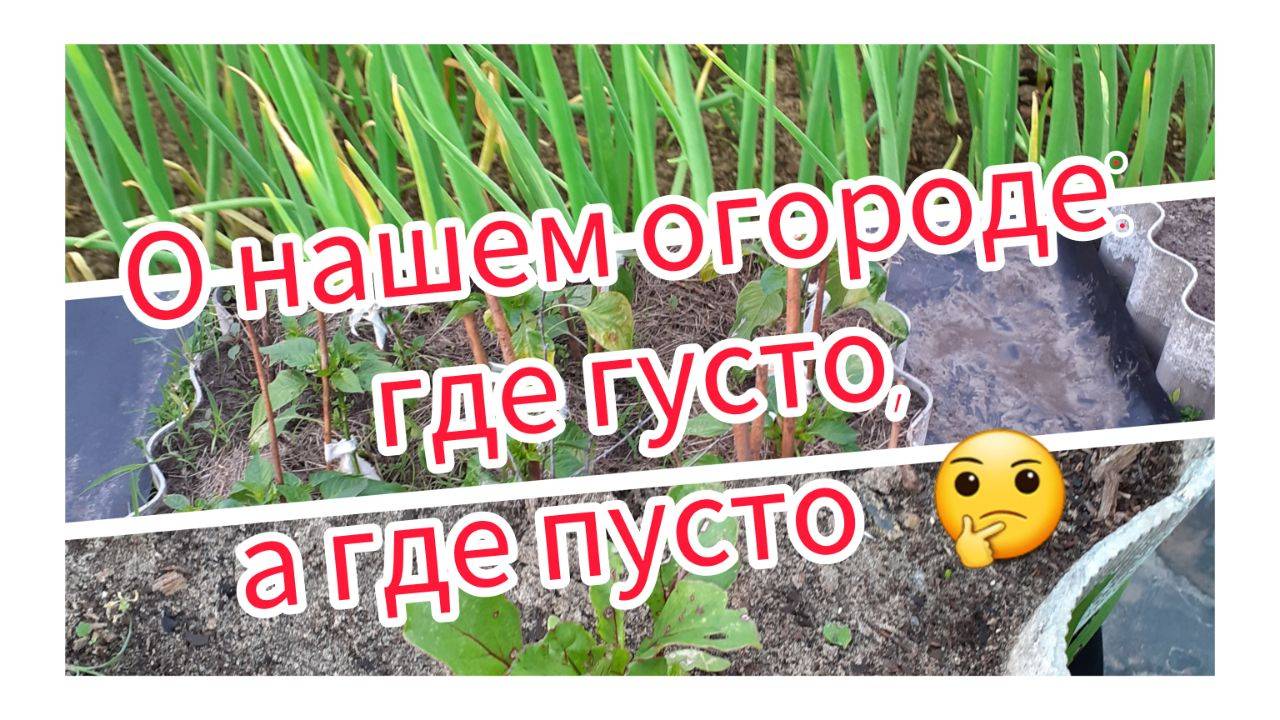 О нашем огороде: где густо, а где пусто.