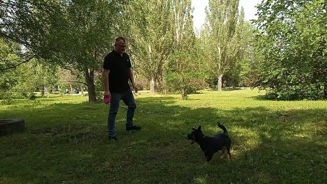 Прогулка с щенком. Альфа.