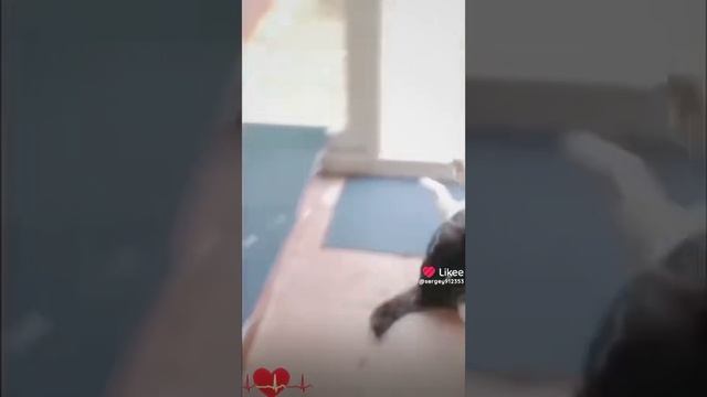 И снова мемы про котиков 😂😆🤣