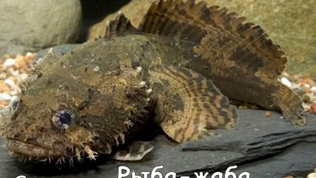 Рыба-жаба-