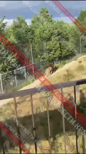 Появились кадры после нападения льва на владельца крымского парка «Тайган» Олега Зубкова