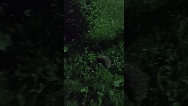 Ночной гость.