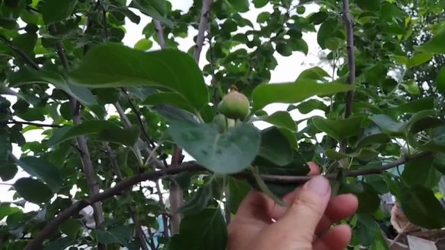 Что нового на даче 😊