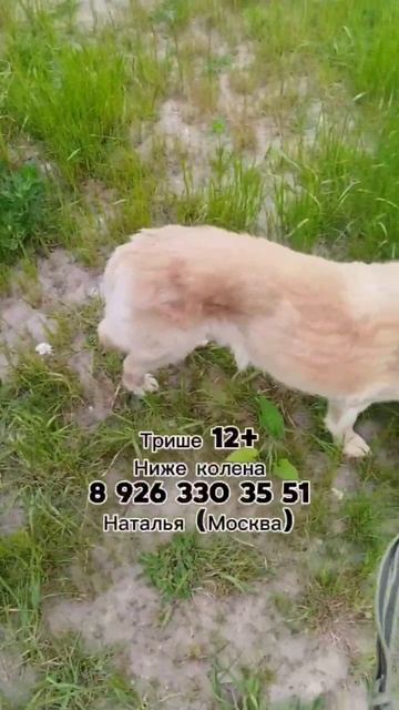 ЗНАКОМЬТЕСЬ - Триша 🙌