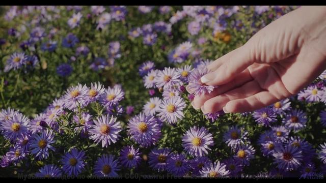 Линии горизонта вибрируют вместе с каждой нотой - Songwriter for Life -- Taylor Poe -- Quiet Sound o