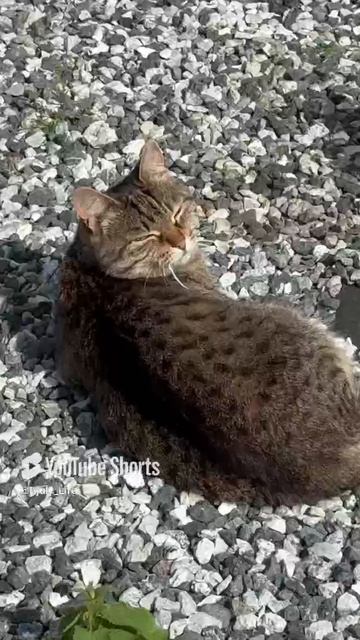 Всех с хорошей-мяу погодкой 🐱👋😉