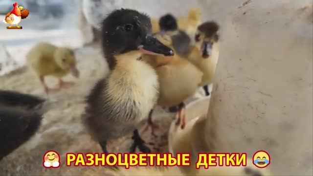 Цыплята и утята милые пушистики растут на радость хозяину (43)