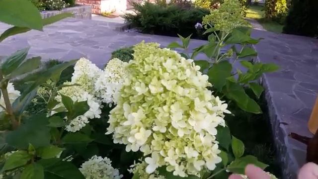 Мои летние цветы часть (1)