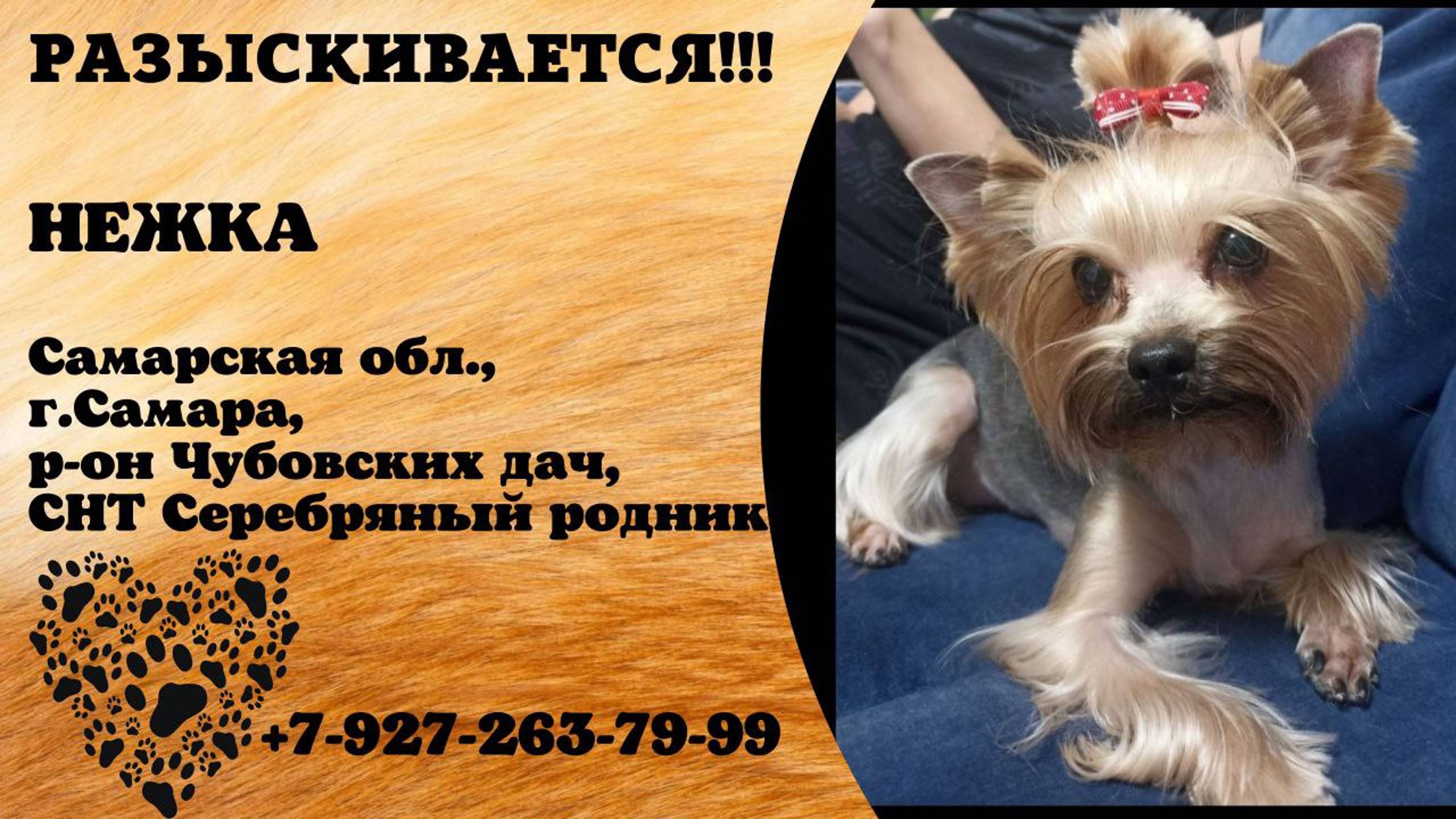 Пропала собака! НЕЖКА. Самарская обл, г.Самара, район Чубовских дач  СНТ Серебряный родник