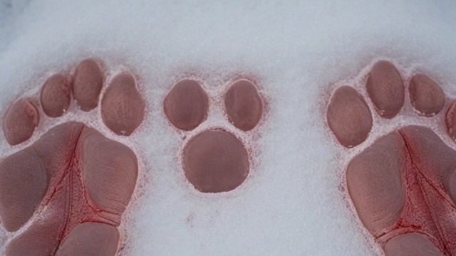 Выживание в экстремальных условиях Как птицы адаптируются к жаре и холоду