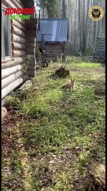 Охота на Лис   - нежеланная соседка