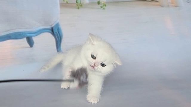 Apollon Lusy Style.mp4