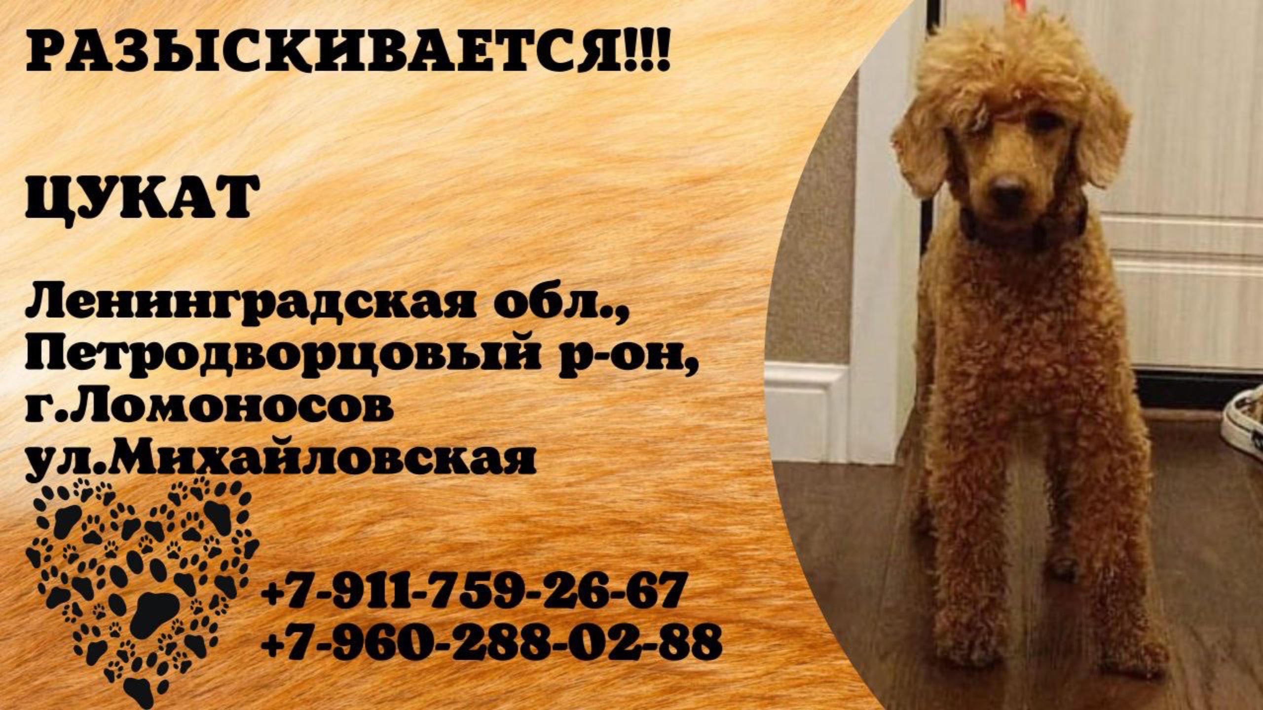 Пропала собака! ЦУКАТ, Ленинградская обл., Петродворцовый р-н, г.Ломоносов.