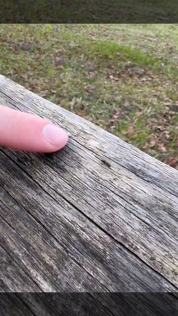 🐜 Сфоткает на паспорт даже муравья