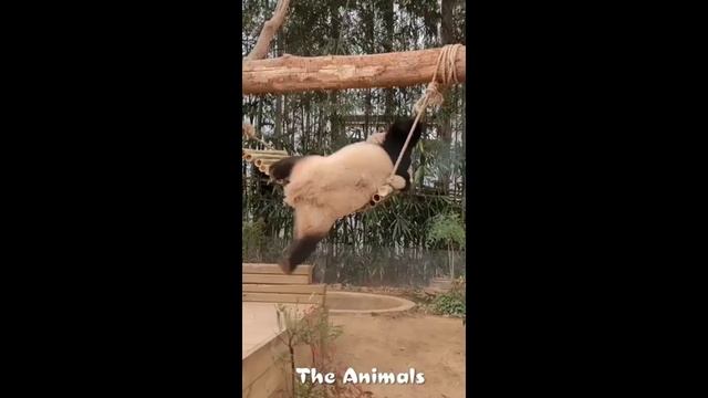 Приколы с животными!