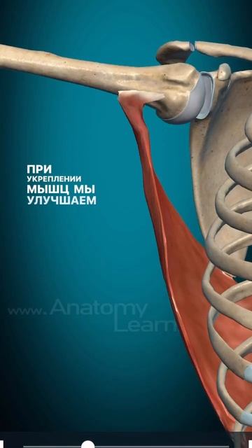 Широчайшые мышцы,укрепление