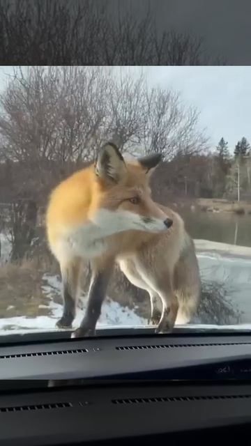Лисица и котик (в машине) 😻🤩🦊
