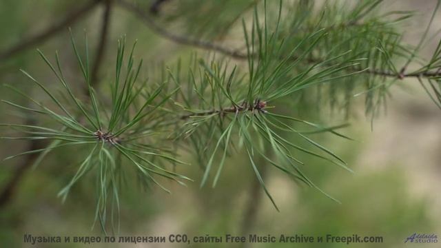 Природа в спектрах, невидимых человеческому глазу - технологии открывают тайны! - Love-Heart -- Kets
