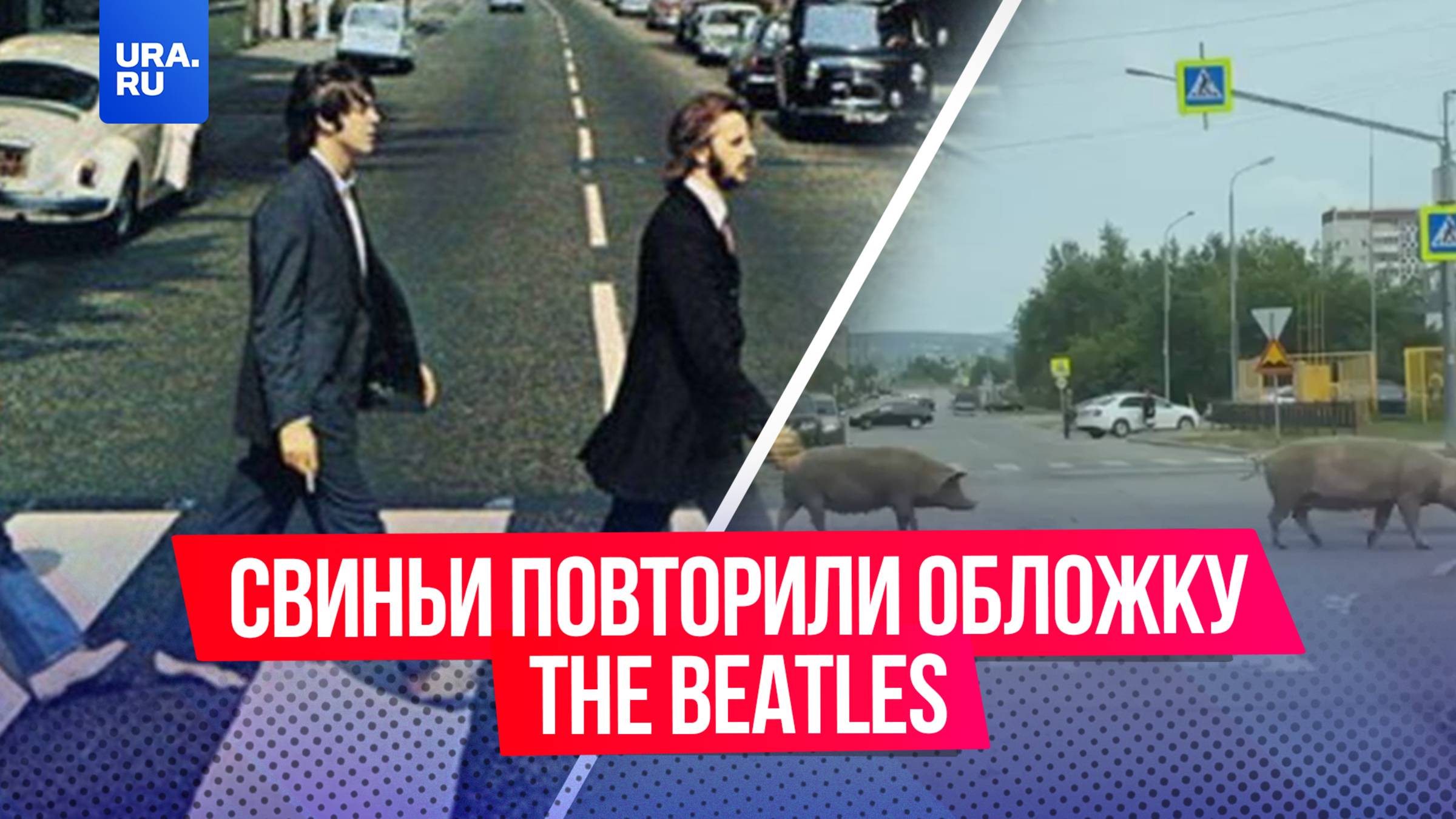 Свиньи из Ревды повторили легендарную обложку «Abbey Road» The Beatles