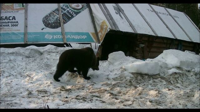фотоловушка на избе