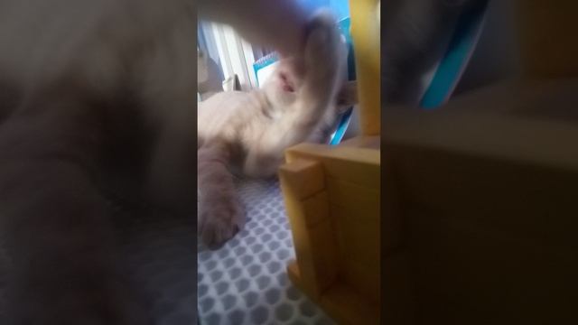 Продолжение кошка Муська 2