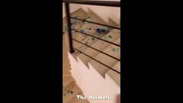 Приколы с животными!