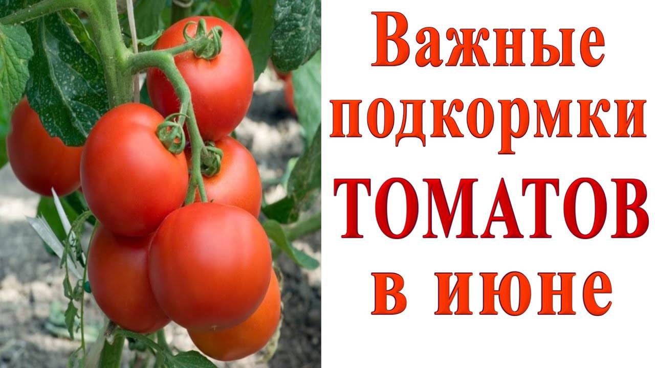 ВАЖНЫЕ ПОДКОРМКИ ТОМАТОВ В ИЮНЕ🍅НЕ ПРОПУСТИТЕ!!!