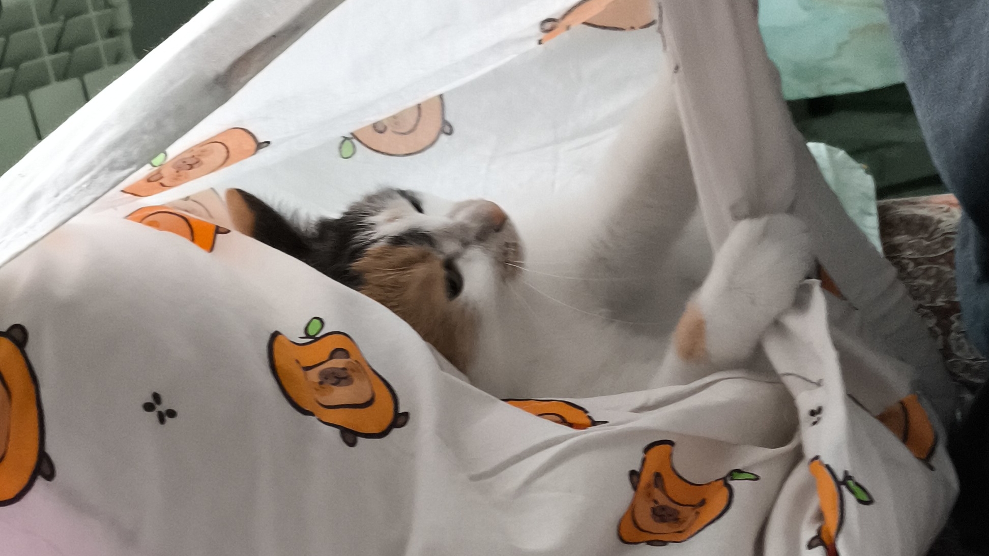 КОШЕЧКА-ПОДУШКА 😺🤣САМА ТУДА ЗАЛЕЗЛА И НИ КТО НАД НЕЙ НЕ ИЗДЕВАЕТСЯ!!!НЕОДНО ЖИВОТНОЕ НЕ ПОСТРАДАЛО