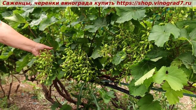 Оплодотворение ГФ винограда Бананас, да ФЖТЦ , но посмотрите какое отличное оплодотворение!