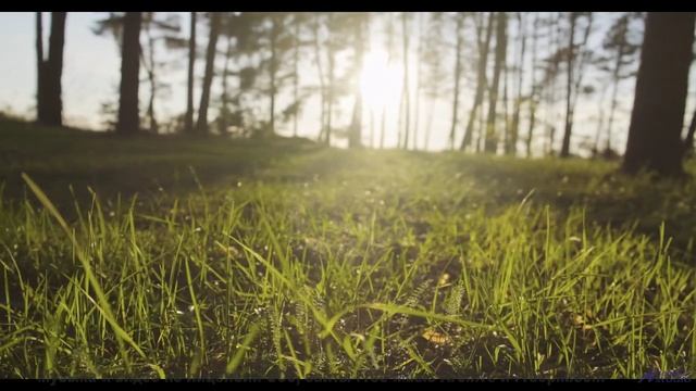Эта музыка заставит вашу кошку говорить - попробуйте! - Primavera en la Guerra del Sonido -- Silva d