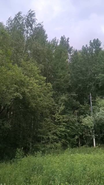 Парк. Немного пения птиц